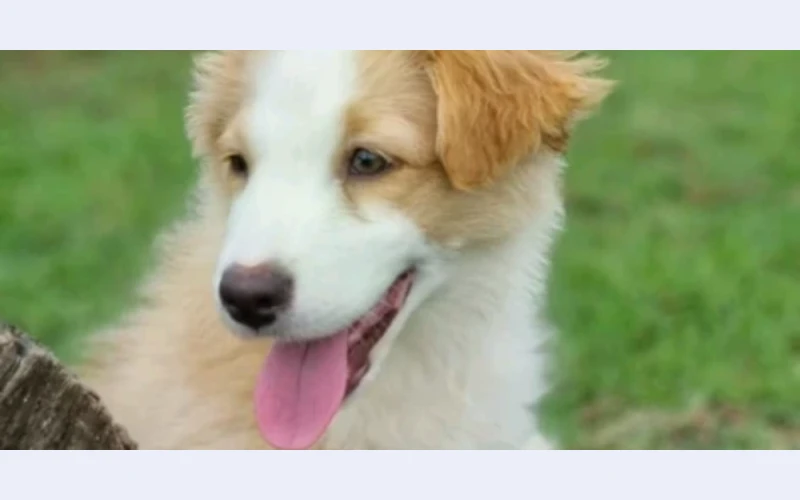 australian-shepherd-puppies