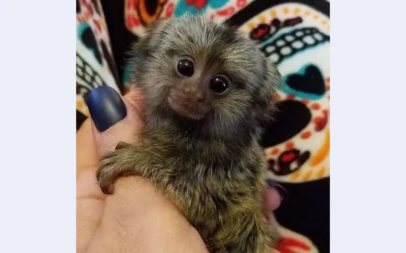 monkey-for-sale