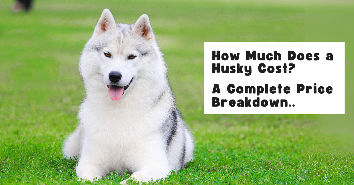 How Much Does a Husky Cost?