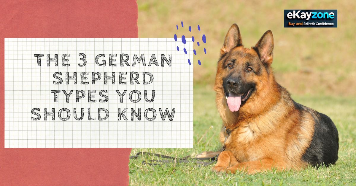 The 3 German Shepherd Types You Should Know