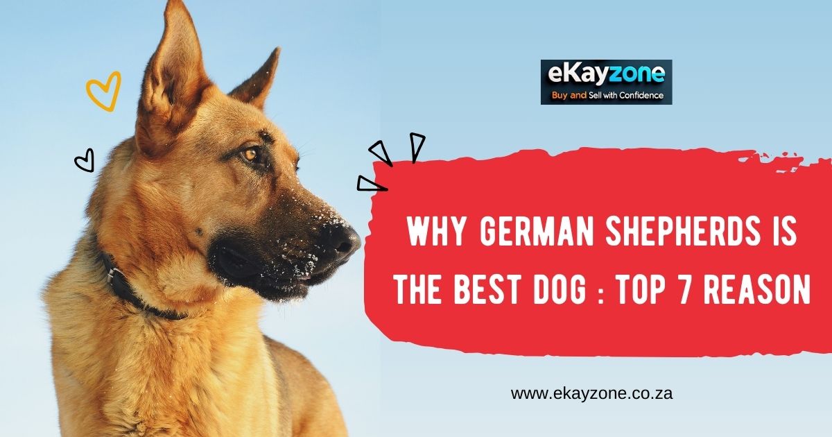 Why German Shepherds Are the Best Dogs